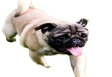 Cuida del golpe de calor, ¡también a tus mascotas!