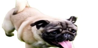 Cuida del golpe de calor, ¡también a tus mascotas!