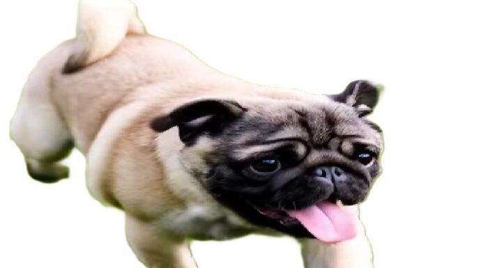 Cuida del golpe de calor, ¡también a tus mascotas!