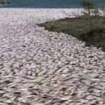 Mortandad de peces en norte de Veracruz no fue por derramamiento, aclara Rocío Nahle