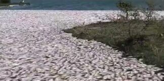 Mortandad de peces en norte de Veracruz no fue por derramamiento, aclara Rocío Nahle