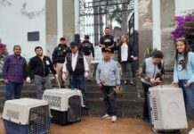 Capturan perros tras muerte de fauna en el Panteón Antiguo de Xalapa.