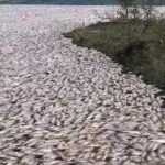 Conagua descarta contaminación en mortandad de peces en Tamaulipas y Veracruz.