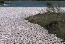 Conagua descarta contaminación en mortandad de peces en Tamaulipas y Veracruz.
