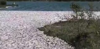 Conagua descarta contaminación en mortandad de peces en Tamaulipas y Veracruz.