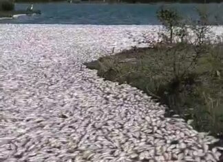 Conagua descarta contaminación en mortandad de peces en Tamaulipas y Veracruz.