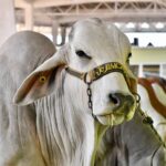 Apoyo en compra de sementales, inseminación y mayor producción lechera para Veracruz