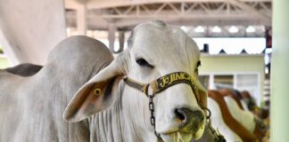 Apoyo en compra de sementales, inseminación y mayor producción lechera para Veracruz