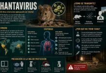 El hantavirus: el peligroso virus transmitido por roedores que sigue sin tener cura específica