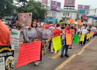 Rescatistas marchan en Xalapa para exigir sanciones por maltrato animal.