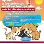 Llaman a proteger a perros y gatos en situación de calle ante temporada de calor.