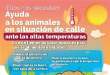 Llaman a proteger a perros y gatos en situación de calle ante temporada de calor.
