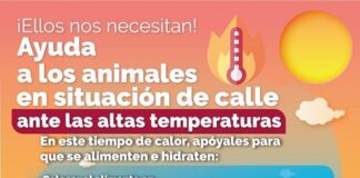 Llaman a proteger a perros y gatos en situación de calle ante temporada de calor.
