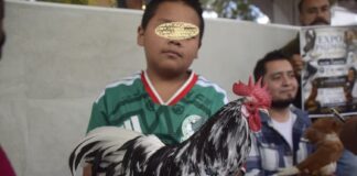 Xalapa será sede de la primera Convención Nacional de Aves 2026.