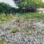 Conagua investiga causa de muerte de peces en lagunas de Veracruz