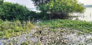 Conagua investiga causa de muerte de peces en lagunas de Veracruz