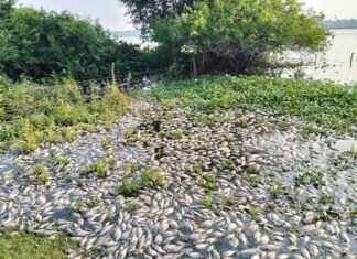 Conagua investiga causa de muerte de peces en lagunas de Veracruz
