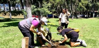Buscadoras en Xalapa siembran árboles de memoria y resistencia .