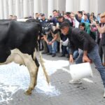 Productores lecheros derraman peroles porque leche para el Bienestar no les recibe miles de litros.