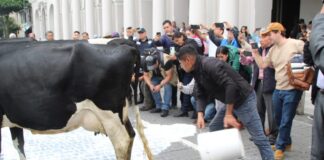 Productores lecheros derraman peroles porque leche para el Bienestar no les recibe miles de litros.