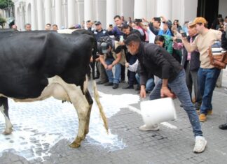 Productores lecheros derraman peroles por que leche para el Bienestar no les recibe miles de litros.
