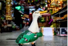El NYT destaca a Merlín, el pato que se volvió imagen del Mundial