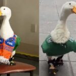 Familia del Pato Merlín enfrenta que un tercero se les adelantó en registrar la marca ante el IMPI.