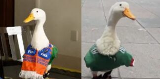 Familia del Pato Merlín enfrenta que un tercero se les adelantó en registrar la marca ante el IMPI.