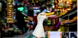 El NYT destaca a Merlín, el pato que se volvió imagen del Mundial