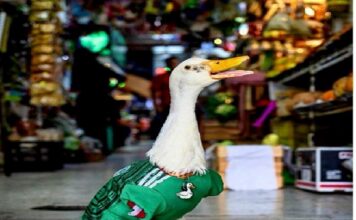 El NYT destaca a Merlín, el pato que se volvió imagen del Mundial
