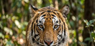 Emiten #Alerta en Edomex por fuga de tigre de reserva en Tepetlaoxtoc
