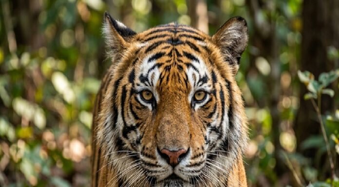 Emiten #Alerta en Edomex por fuga de tigre de reserva en Tepetlaoxtoc