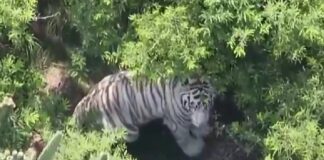 Localizan al tigre de Bengala que escapó de Semarnat en#Edomex