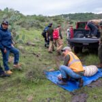 Capturan al tigre de Bengala blanco a varios días de su escape.