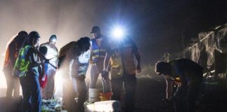 Protege Veracruz la migración del cangrejo azul con la Cangrejeada 2026