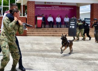 Veracruz referente nacional en capacitación K9, concluye 5.° diplomado táctico especializado