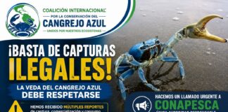 Coalición pide intervención urgente de CONAPESCA por presunta captura de cangrejo azul durante la veda