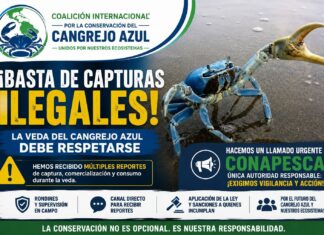 Coalición pide intervención urgente de CONAPESCA por presunta captura de cangrejo azul durante la veda