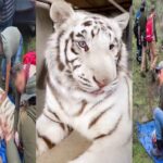 Exigen necropsia independiente y transparente para Kenzo uno de los 200 Tigres de Bengala en extinción