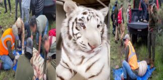Necropsia confirma que el tigre Kenzo murió por un disparo en la cabeza
