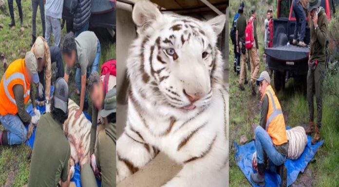 Necropsia confirma que el tigre Kenzo murió por un disparo en la cabeza