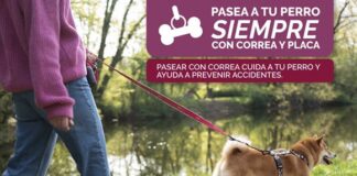 Exhorta Ayuntamiento de Xalapa a pasear a los perros con correa para fomentar la tenencia responsable.