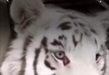 Kenzo: el tigre en la sala