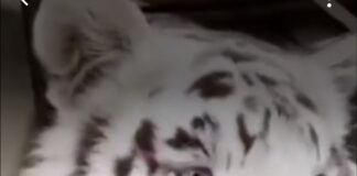 Kenzo: el tigre en la sala