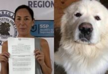 Rocky, el perro que conmovió a México: una historia de dolor, indignación y exigencia de justicia