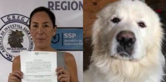 Rocky, el perro que conmovió a México: una historia de dolor, indignación y exigencia de justicia