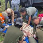 Muere el tigre de Bengala Kenzo tras operativo de captura en Tepetlaoxtoc, Estado de México