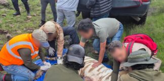 Muere el tigre de Bengala Kenzo tras operativo de captura en Tepetlaoxtoc, Estado de México