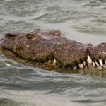 Juez frena el plan de la fosa con cocodrilos de Ben Gvir en Israel