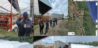 Recuperan 35 cabezas de ganado en Otumba sustraídas de Veracruz